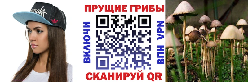 Галлюциногенные грибы Psilocybine cubensis Сосновый Бор