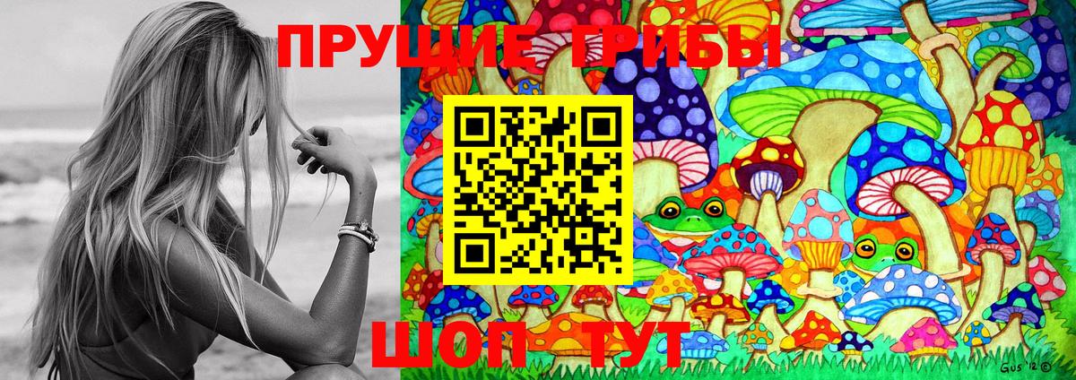Галлюциногенные грибы Psilocybe Сосновый Бор